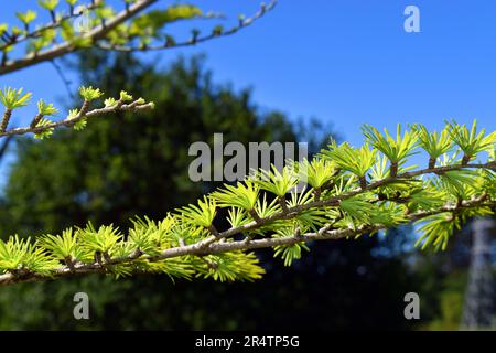 Rami e foglie di Pseudolarix amabilis, una conifere originaria della Cina. Foto Stock