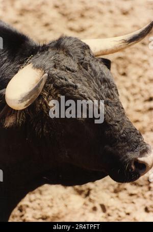 Corrida: La testa del toro pronto a caricare alla corrida, Spagna 1970s Foto Stock