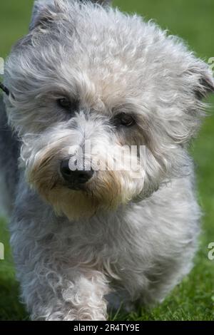 Glen di Imaal Terrier primo piano che guarda carino Foto Stock