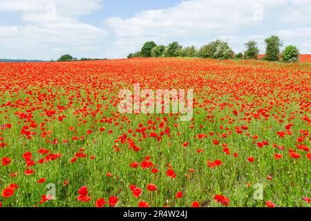 Stourport-on-Severn, Worcestershire, Regno Unito. 30th maggio, 2023. Una magnifica esposizione di papaveri in un campo vicino a Stourport-on-Severn, Worcestershire, mentre la Gran Bretagna continua a godere di clima caldo secco. Credit: Peter Lopeman/Alamy Live News Foto Stock