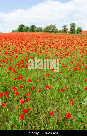 Stourport-on-Severn, Worcestershire, Regno Unito. 30th maggio, 2023. Una magnifica esposizione di papaveri in un campo vicino a Stourport-on-Severn, Worcestershire, mentre la Gran Bretagna continua a godere di clima caldo secco. Credit: Peter Lopeman/Alamy Live News Foto Stock