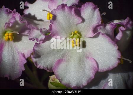 Saintpaulia viola africano 14465 Foto Stock