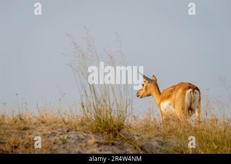 Blackbuck femminile selvaggio o antilope cervicapra o antilope indiana profilo posteriore a piedi contro sfondo cielo blu nel prato Blackbuck National Park Foto Stock