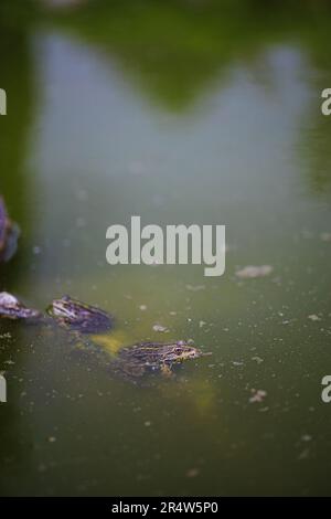 Il rospo si nasconde e si affaccia sulla palude verde Foto Stock