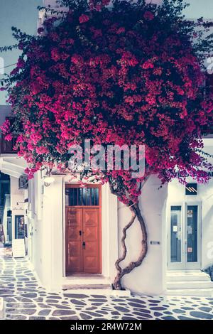 Bougainvillea fiore decorazione di una porta a mykonos Foto Stock