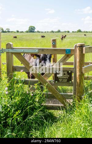 Vitello giovane toro che guarda attraverso il cancello di un sentiero pubblico attraverso un campo. Foto Stock
