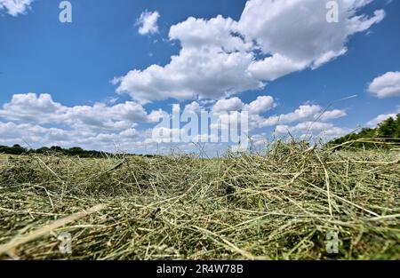 Waldstetten, Germania. 30th maggio, 2023. L'erba tagliata giace su un prato. Tempo a Baden-Württemberg. Secondo il servizio meteorologico tedesco, dovrebbe rimanere soleggiato e asciutto. Condizioni ideali per portare il fieno. Credit: Jan-Philipp Strobel/dpa/Alamy Live News Foto Stock