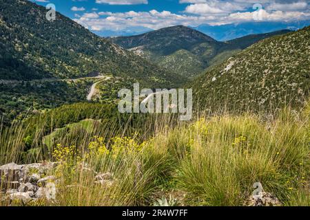 Mazzo di erbe, fiori selvatici in primavera, tornanti sulla strada SW di Kosma, Parnon Massif (Parnonas Mountains), Peloponneso regione, Grecia Foto Stock