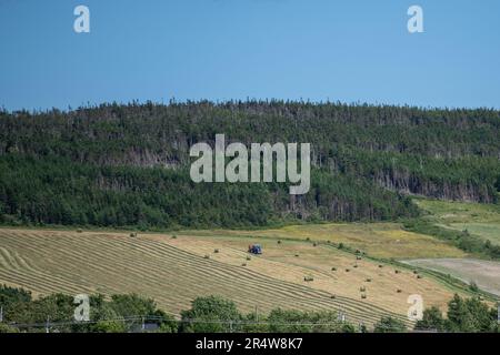 Un grande campo agricolo sotto una verde collina ricoperta di alberi. I prati sono stati raccolti con attrezzature di imballaggio. Il campo di fieno ha panini, pagliacci Foto Stock