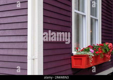 Una parete esterna dipinta di viola di un edificio con finiture bianche. C'e' una doppia finestra appesa, una scatola di fiori e fiori all'esterno della casa. Foto Stock