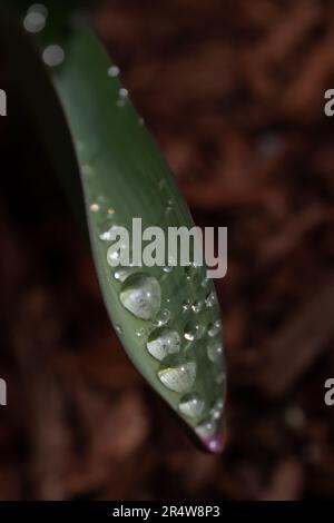 Un macro di una lunga foglia verde di un tulipano con goccioline d'acqua di dimensioni multiple che si uniscono sulla sommità della lussureggiante botanica verde. La condensa trasparente è a. Foto Stock