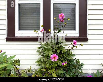 Un edificio di legno bianco con stretti rivestimenti orizzontali, finestre di vetro con finiture marroni e cespugli di grandi dahlia rosa che crescono nella scatola dei fiori. Foto Stock