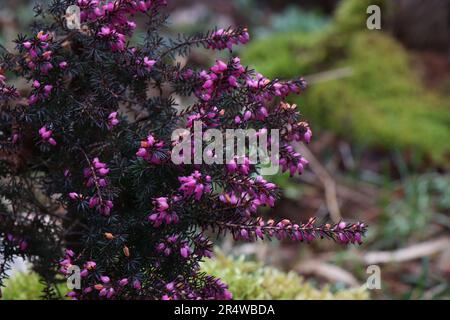 Rosa Erica carnea o darlayensis specie. Erica carnea Springwood Foto Stock