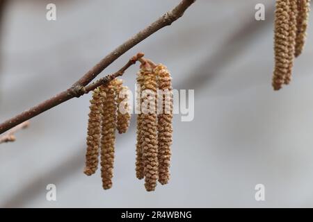Betulla. Betula. Fleur de bouleau. Fiore di betulla. Cetrioli di betulla sull'albero. Foto Stock