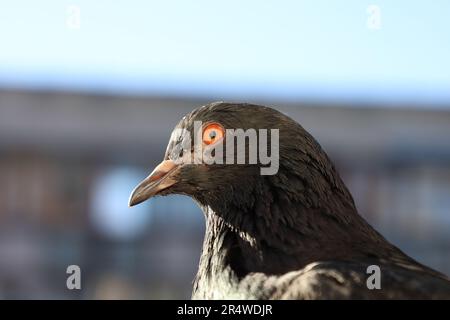 Pigeon primo piano ritratto, uccello sulla finestra, giorno di sole, piccione bel ritratto, piccioni occhi in macro Foto Stock