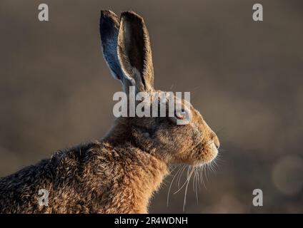 Un bel ritratto di primo piano di una testa di lepri marroni (Lepus europaeus) mostra chiari dettagli della pelliccia, occhi arancioni, sussurri e grandi orecchie. Suffolk, Regno Unito Foto Stock