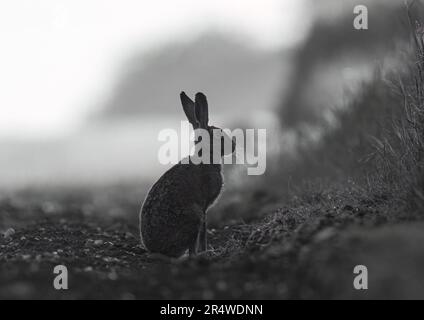 Un insolito, monochrome silhouette tipo scatto di una lepre marrone (Lepus europaeus) sul campo bordo con una banca erbosa. Suffolk, Regno Unito. Foto Stock