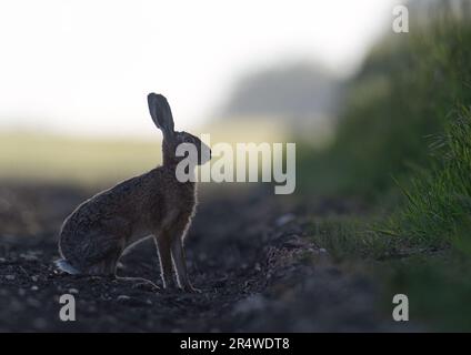 Un'insolita silhouette di tipo retroilluminato, dall'atmosfera suggestiva, di una lepre marrone (Lepus europaeus) sul bordo del campo con una riva erbosa. Suffolk, Regno Unito. Foto Stock