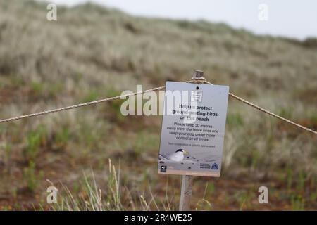 Cartello segnaletico su una zona delle dune per proteggere gli uccelli nidificanti. Foto Stock