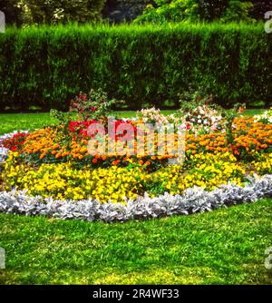 Un display floreale di colorate piante da letto fiorite estate in un letto di fiori Foto Stock