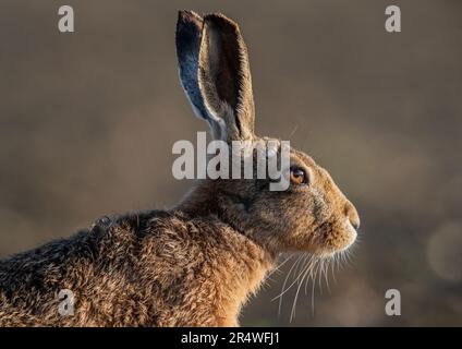Un ritratto da vicino di una testa di lepri marroni (Lepus europaeus) mostra i dettagli della pelliccia , gli occhi arancioni, i sussurri e le grandi orecchie . Suffolk, Regno Unito Foto Stock