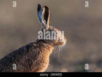 Un ritratto da vicino di una testa di lepri marroni (Lepus europaeus) mostra i dettagli della pelliccia , gli occhi arancioni, i sussurri e le grandi orecchie . Suffolk, Regno Unito Foto Stock