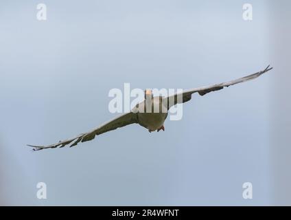 Un'oca di Greylag ( Anser anser) che vola verso la fotocamera. Le ali si allungano in un cielo azzurro chiaro. Suffolk, Regno Unito Foto Stock