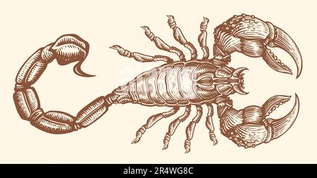 Scorpione disegnato a mano con pungiglione velenoso. Animale in stile incisione vintage. Illustrazione del vettore di schizzo Illustrazione Vettoriale