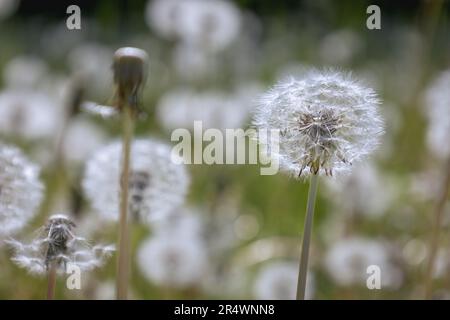 Dente di leone fluff su un dente di leone sbiadito, pronto per essere soffiato via dal vento, foto fatta in Germania Foto Stock