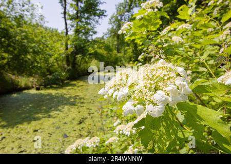 La rosa guelder, rosa guelder (Opulus Viburnum) albero fiorito in un habitat naturale Foto Stock