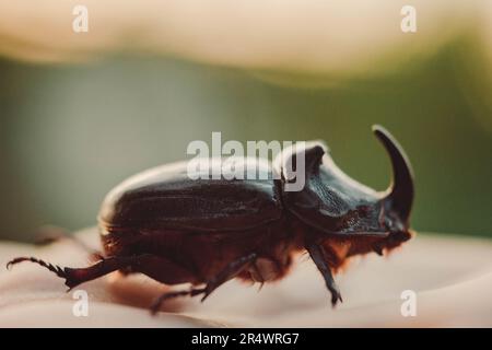 Un grosso scarabeo nero sulla mano. Chalcosoma rinoceros con ali macro primo piano, collezione di coleotteri. Foto macro di uno scarabeo da primo piano. Raccolta Foto Stock