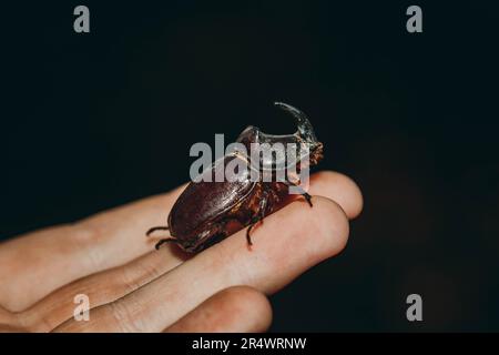 Un grosso scarabeo nero sulla mano. Chalcosoma rinoceros con ali macro primo piano, collezione di coleotteri. Foto macro di uno scarabeo da primo piano. Raccolta Foto Stock