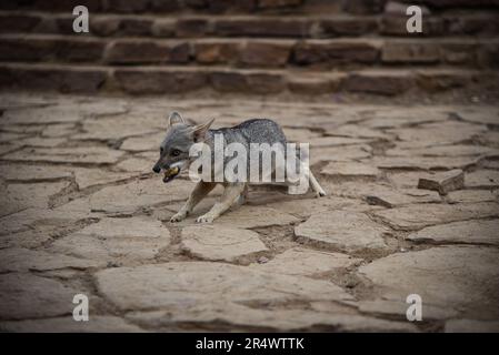 Nicolas Remene / le Pictorium - volpi del deserto a Hervideros de Zorritos in Perù - 25/10/2018 - Perù / Tumbes / ? Zorritos? - Volpi del deserto a Hervideros de Zorritos, nella regione dei Tumbes, in Perù, 25 ottobre 2018. Foto Stock