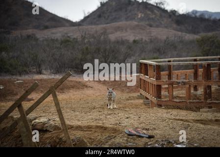 Nicolas Remene / le Pictorium - volpi del deserto a Hervideros de Zorritos in Perù - 25/10/2018 - Perù / Tumbes / ? Zorritos? - Volpi del deserto a Hervideros de Zorritos, nella regione dei Tumbes, in Perù, 25 ottobre 2018. Foto Stock