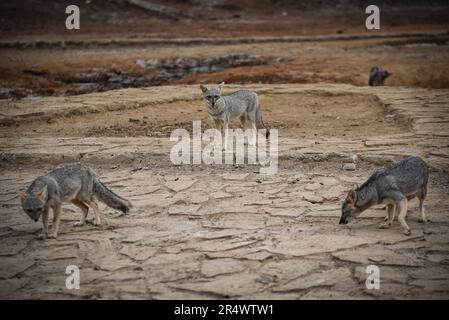 Nicolas Remene / le Pictorium - volpi del deserto a Hervideros de Zorritos in Perù - 25/10/2018 - Perù / Tumbes / ? Zorritos? - Volpi del deserto a Hervideros de Zorritos, nella regione dei Tumbes, in Perù, 25 ottobre 2018. Foto Stock