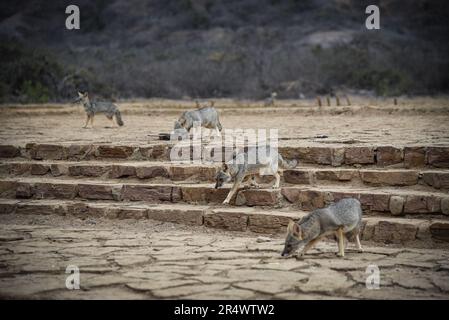 Nicolas Remene / le Pictorium - volpi del deserto a Hervideros de Zorritos in Perù - 25/10/2018 - Perù / Tumbes / ? Zorritos? - Volpi del deserto a Hervideros de Zorritos, nella regione dei Tumbes, in Perù, 25 ottobre 2018. Foto Stock