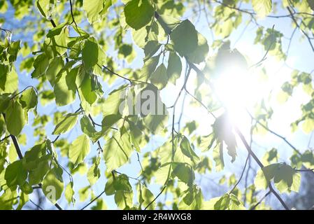 sunburst attraverso foglie di primavera verde Foto Stock