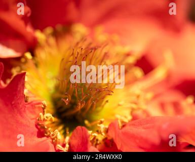 Un cloe su del centro di un fiore rosso del Geum Foto Stock