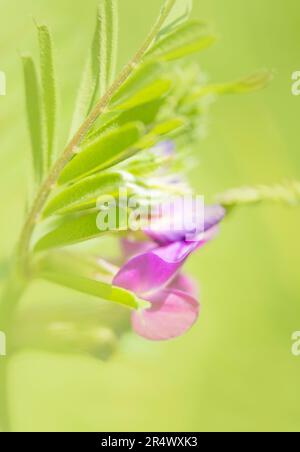 Un'immagine eterea e soft focus di un vetch comune, (Vicia sativa) Foto Stock