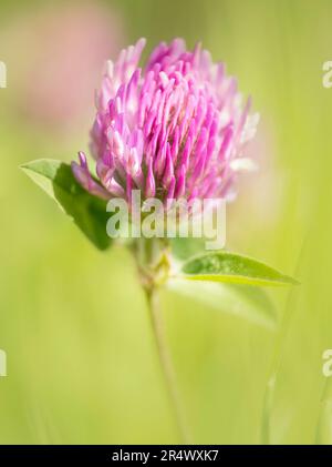 Un bel fiore di trifoglio rosso (Trifolium pratense) che cresce tra l'erba Foto Stock