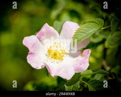 Un fiore della Rosa selvaggia, anche conosciuto come la Rosa del cane, (Rosa canina) Foto Stock