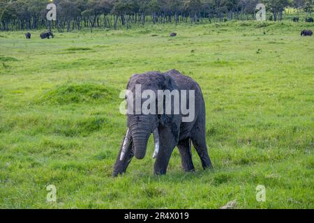 Un giovane elefante africano (Loxodonta africana) che gioca su erba verde. Parco Nazionale Maasai Mara, Kenya, Africa. Foto Stock