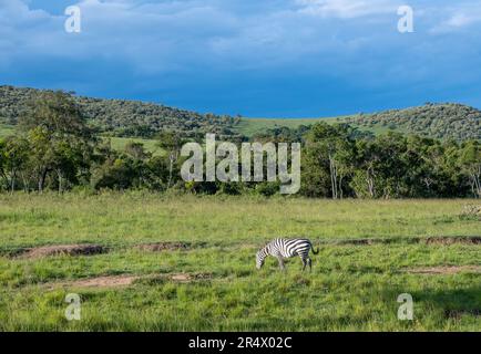 Un piano Zebra (Equus quagga) pascolo su erba verde. Parco Nazionale Maasai Mara, Kenya, Africa. Foto Stock