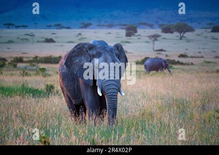 Un elefante africano adulto (Loxodonta africana) che cammina attraverso la prateria. Parco Nazionale Maasai Mara, Kenya, Africa. Foto Stock