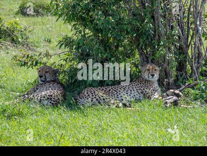 Due Cheetahs (Acinonyx jubatus) che riposano all'ombra. Parco Nazionale Maasai Mara, Kenya, Africa. Foto Stock