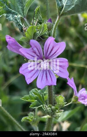 Fiore di malva selvatico Foto Stock