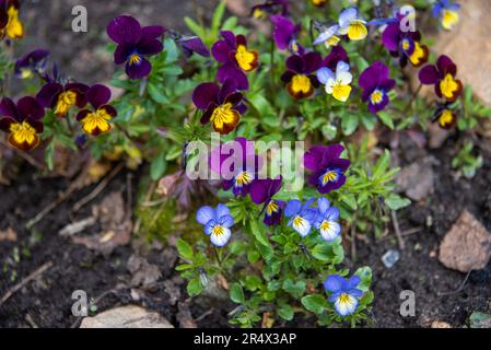 Fiori di primrose in fiore con petali blu e viola. Giardino, rurale, cottage. Foto Stock