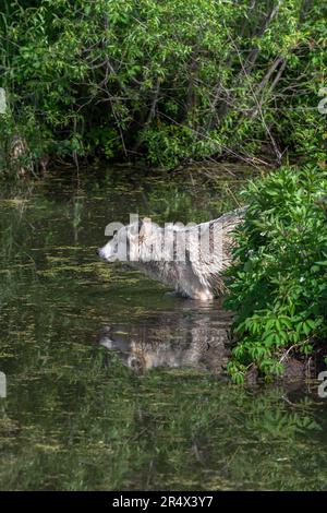 Lupo grigio (Canis lupus) Pane frontali in acqua riflesso Estate Foto Stock