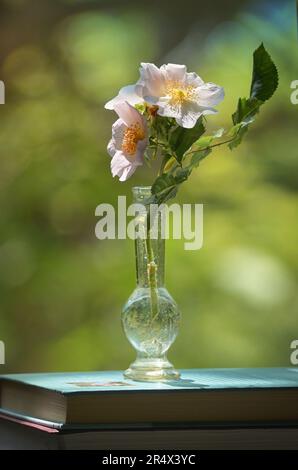 Primo piano cane rosa (rosa canina) fiore in vaso su Libri Foto Stock