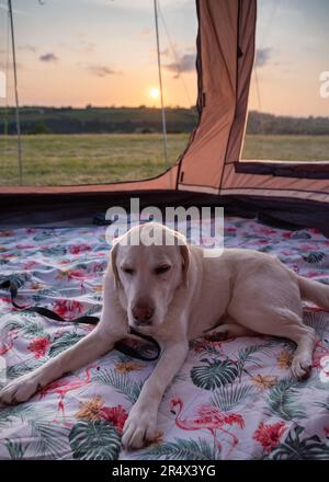 Purebeed labrador Retriever sdraiato in una tenda al campeggio al tramonto Foto Stock